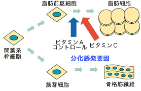 脂肪前駆細胞から脂肪細胞への分化