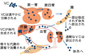 牛におけるビタミンCの出納
