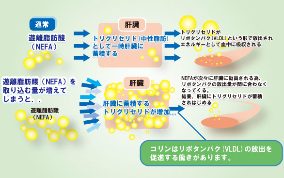 体内におけるコリンの働きの様子