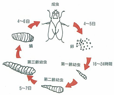 天敵を用いたハエ対策をしてみませんか